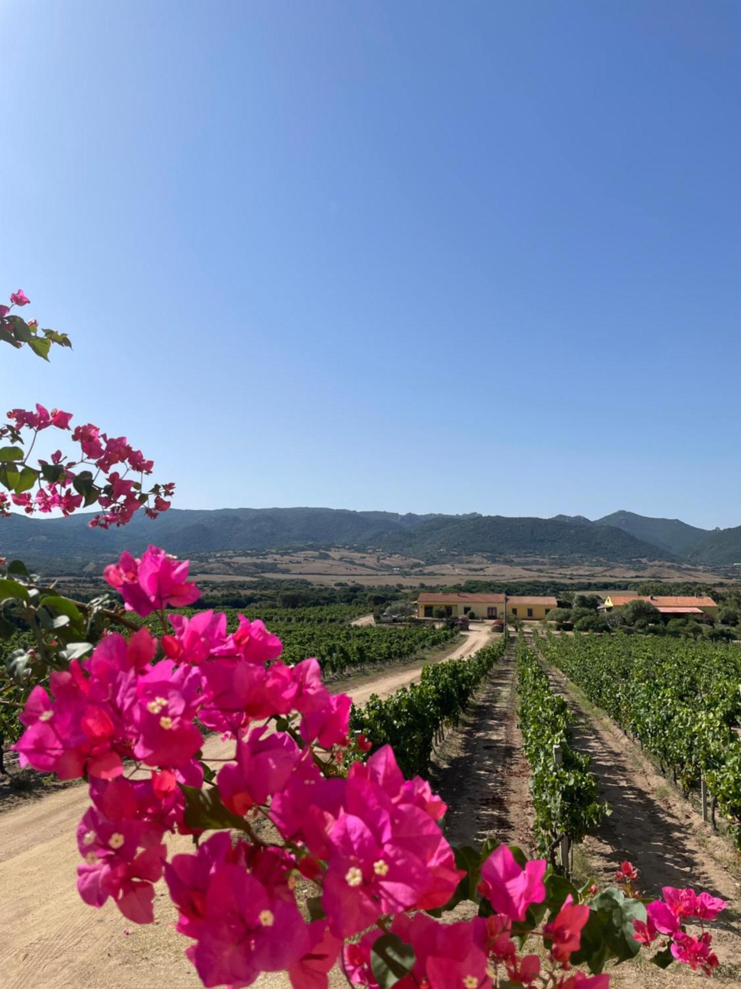Agriturismo Campesi Casale Tra Le Vigne Aglientu Exteriér fotografie